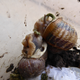 Jeremy mating on the side of the tank (Image: Angus Davidson)